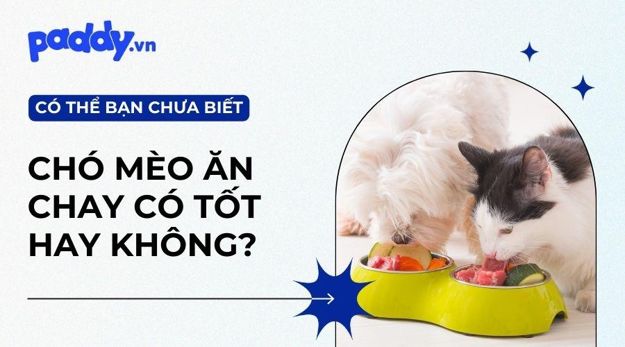Có Nên Cho Chó, Mèo Ăn Chay Không? - Paddy Pet Shop