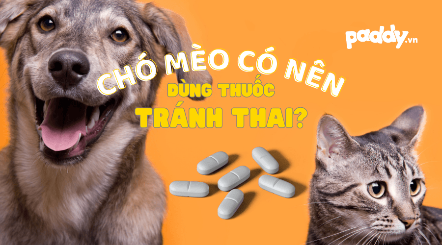 Có Nên Sử Dụng Thuốc Tránh Thai Cho Chó Mèo? - Paddy Pet Shop