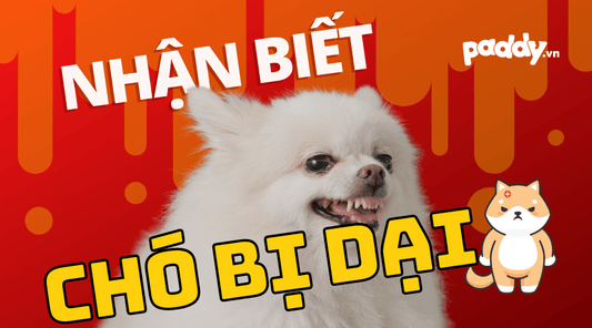 Dấu Hiệu Chó Bị Bệnh Dại Và Cách Chữa Trị - Paddy Pet Shop