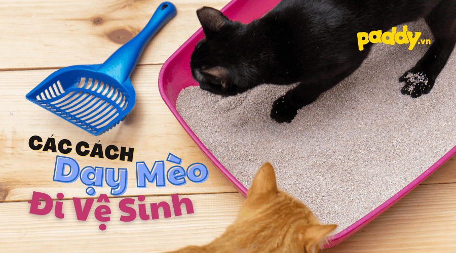 Cách Dạy Mèo Không Đi Vệ Sinh Bậy - Paddy Pet Shop