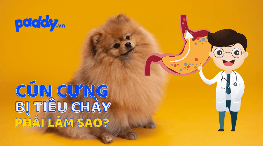 Chó Bị Tiêu Chảy Và Hướng Xử Lý - Paddy Pet Shop