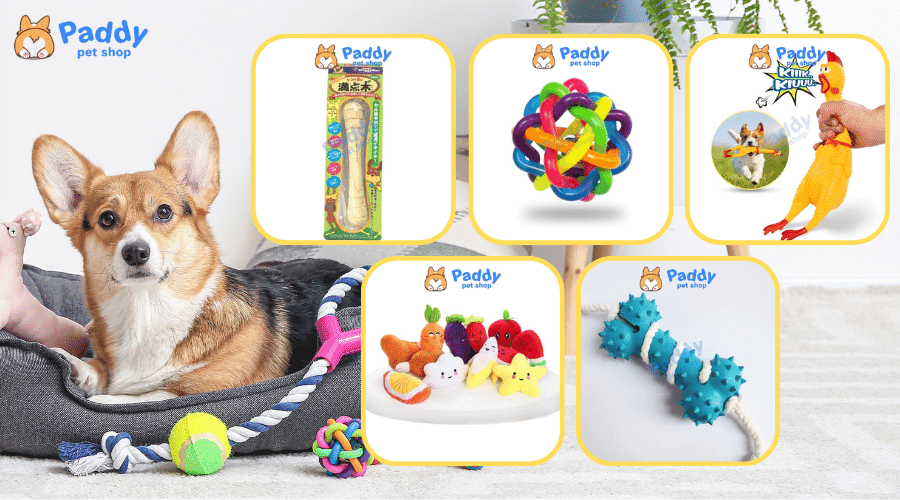 Cách chọn đồ chơi cho chó bị ngứa răng, hạn chế cắn đồ trong nhà - Paddy Pet Shop