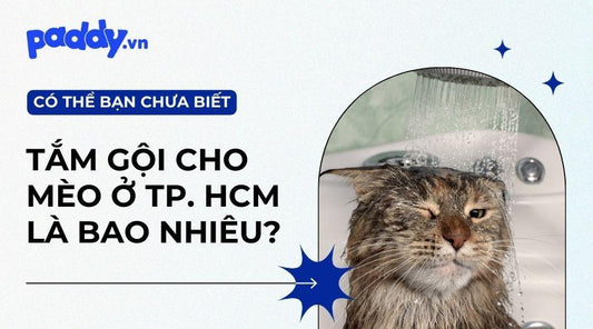 Giá Tắm Cho Mèo Tại Thành Phố Hồ Chí Minh - Paddy Pet Shop
