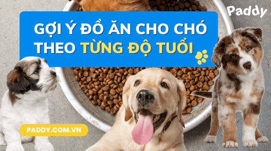 Gợi ý đồ ăn cho chó theo từng độ tuổi mà bạn nên biết - Paddy Pet Shop