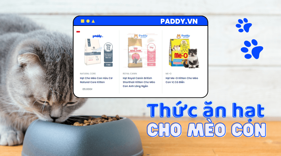 Lựa Chọn Thức Ăn Hạt Cho Mèo Con Kitten - Paddy Pet Shop