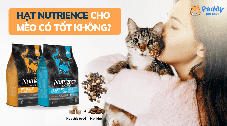 Thức ăn khô cho mèo hạt Nutrience có tốt không? - Paddy Pet Shop