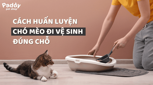 Hướng dẫn cách huấn luyện chó mèo đi vệ sinh đúng chỗ từ chuyên gia - Paddy Pet Shop