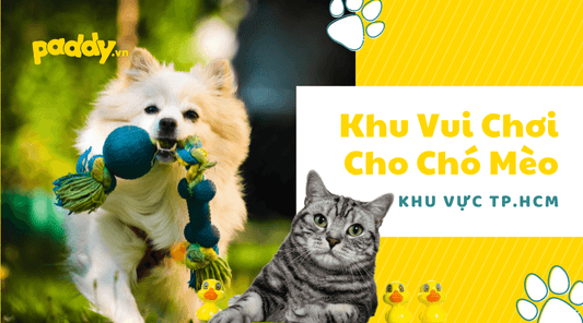 Khu Vui Chơi Cho Chó Mèo Tại HCM - Paddy Pet Shop