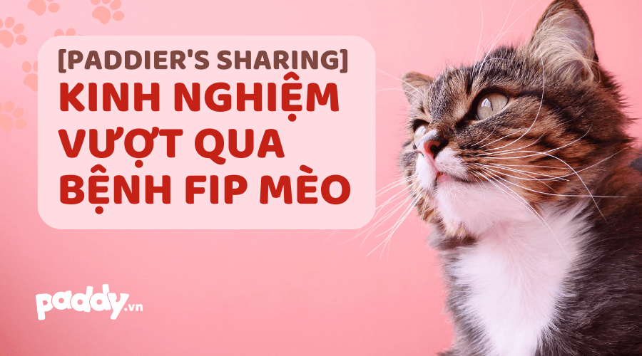 [Paddier's Sharing] Kinh Nghiệm Vượt Qua Bệnh FIP Ở Mèo - Paddy Pet Shop