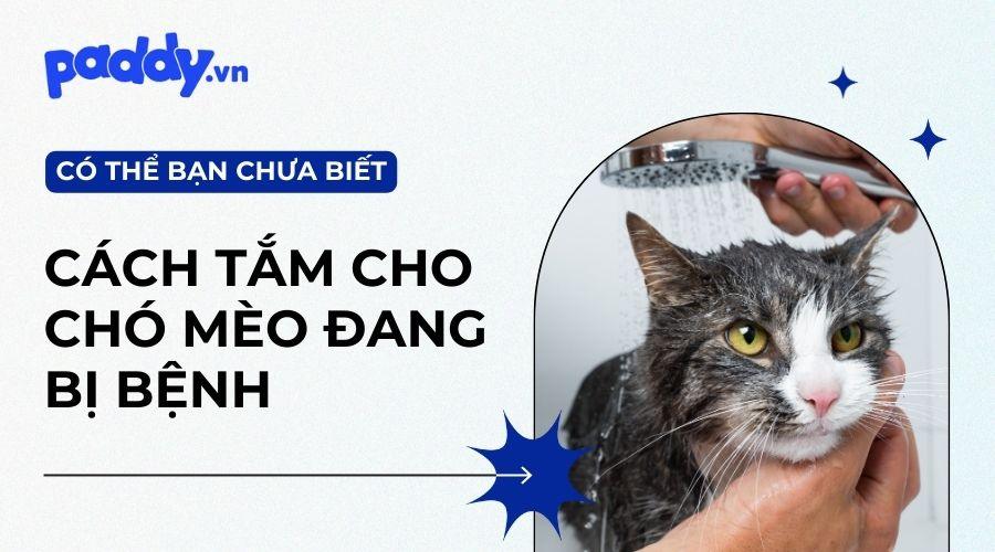 Làm Sao Để Tắm Chó Mèo Đang Bị Bệnh? - Paddy Pet Shop