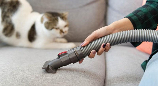 Làm thế nào để giữ nhà luôn sạch sẽ khi nuôi mèo? - Paddy Pet Shop