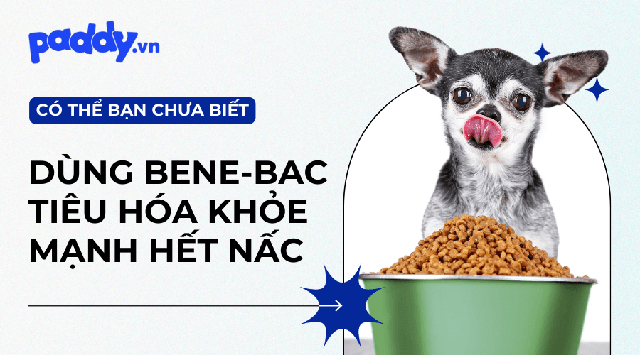 Men Tiêu Hóa Bene-bac (Dạng Bột & Gel): Thông Tin Và Cách Sử Dụng - Paddy Pet Shop