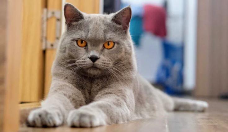 Mèo anh Lông Ngắn British Shorthair - Cách chăm sóc mèo Anh lông ngắn - Paddy Pet Shop