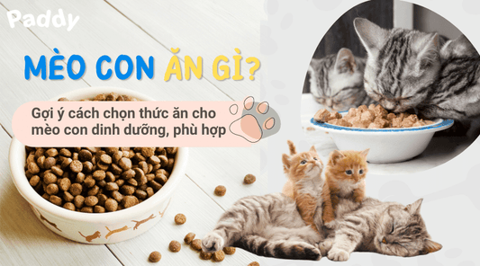 Mèo con ăn gì? Gợi ý cách chọn thức ăn cho mèo con phù hợp - Paddy Pet Shop