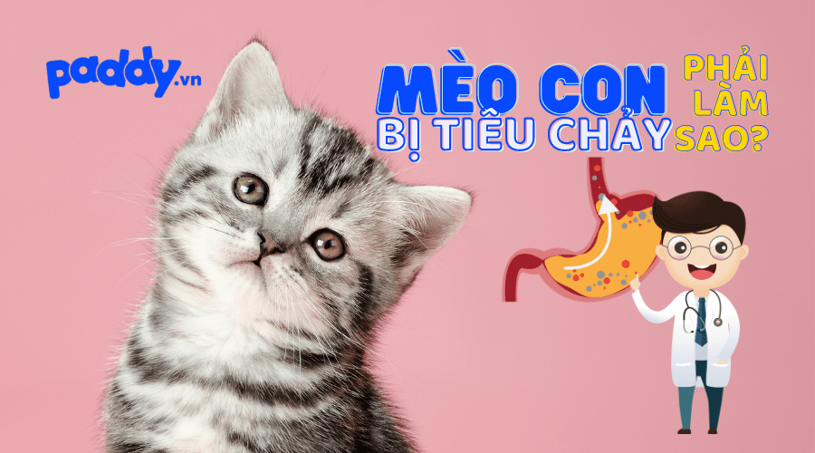 Chữa Trị Mèo Con Bị Tiêu Chảy Tại Nhà An Toàn - Paddy Pet Shop