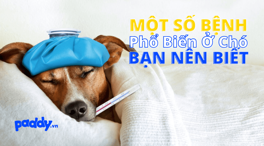 Một Số Bệnh Phổ Biến Ở Chó Bạn Nên Biết - Paddy Pet Shop