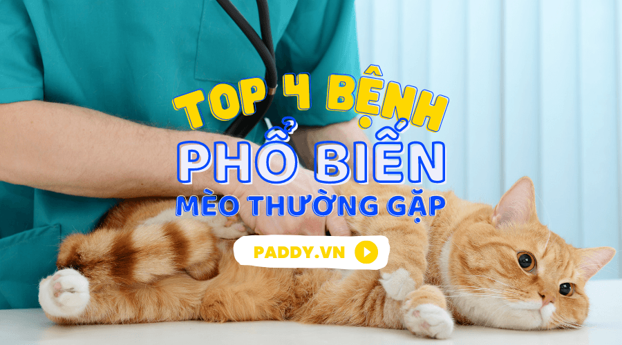 Một Số Bệnh Phổ Biến Ở Mèo Mà Chủ Nuôi Cần Biết - Paddy Pet Shop