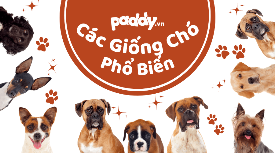 Một Số Giống Chó Cảnh Phổ Biến Dễ Chăm Sóc - Paddy Pet Shop