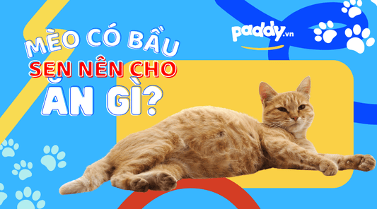 Mèo Bầu Nên Và Không Nên Cho Ăn Gì? - Paddy Pet Shop