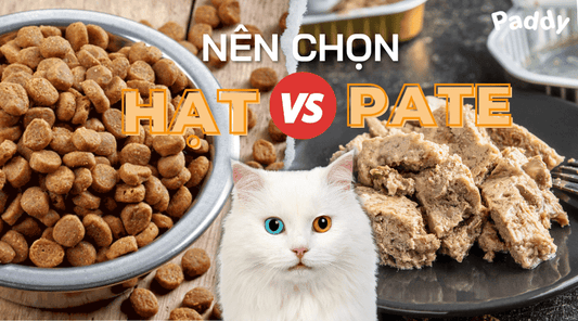 Nên chọn đồ ăn cho mèo là hạt hay pate? - Paddy Pet Shop