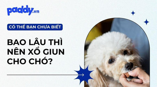 Nên Xổ Giun Cho Chó Bao Lâu Một Lần? - Paddy Pet Shop