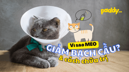 Nguyên Nhân Giảm Bạch Cầu Ở Mèo Và Cách Điều Trị - Paddy Pet Shop