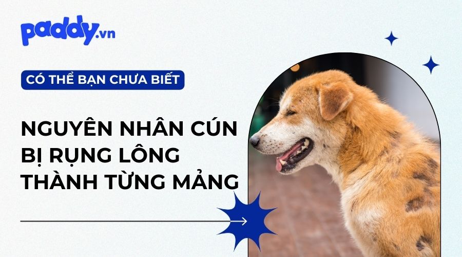 chó bị rụng lông thành từng mảng
