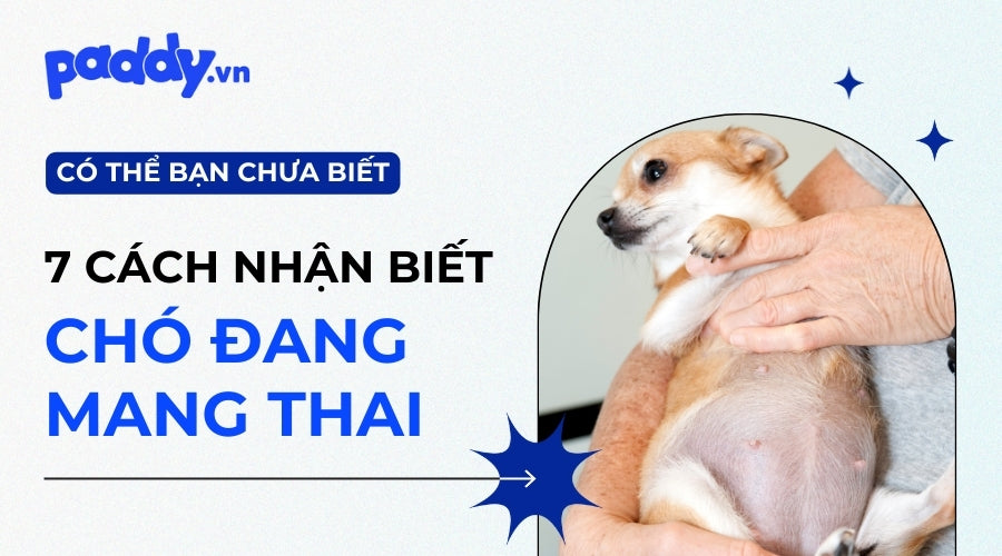 Nhận Biết Chó Mang Thai Qua 7 Dấu Hiệu - Paddy Pet Shop