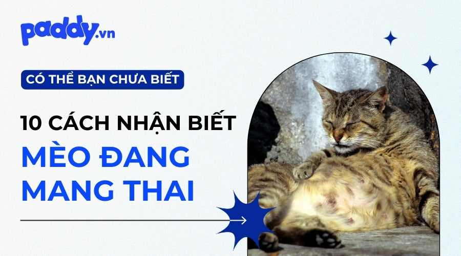 10 Điểm Nhận Biết Mèo Đang Mang Thai, Có Bầu - Paddy Pet Shop