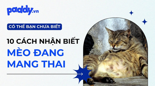 10 Điểm Nhận Biết Mèo Đang Mang Thai, Có Bầu - Paddy Pet Shop