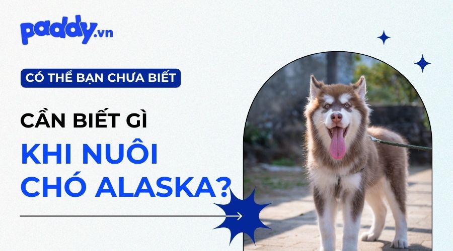 Những điều cần biết khi nuôi Alaska