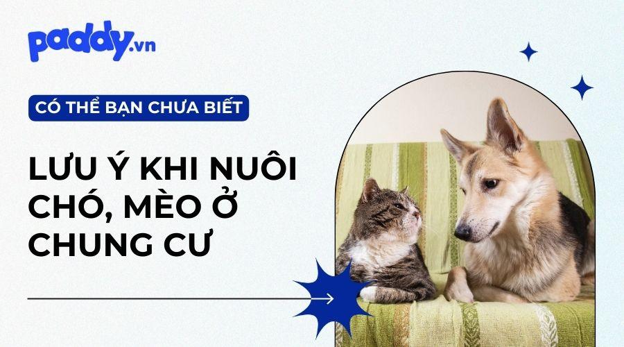 Những Lưu Ý Cần Biết Khi Nuôi Chó Mèo Ở Chung Cư - Paddy Pet Shop
