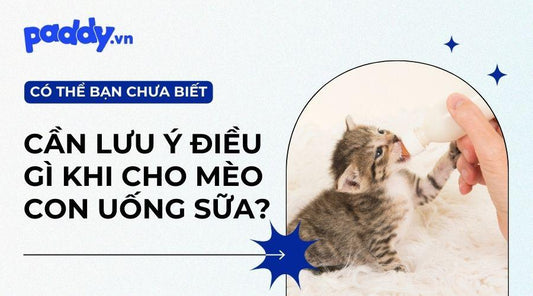 Những Lưu Ý Khi Bổ Sung Sữa Cho Mèo Con - Paddy Pet Shop