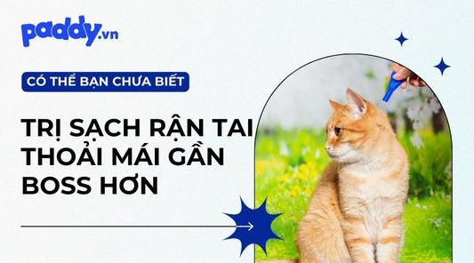 mèo bị rân tai