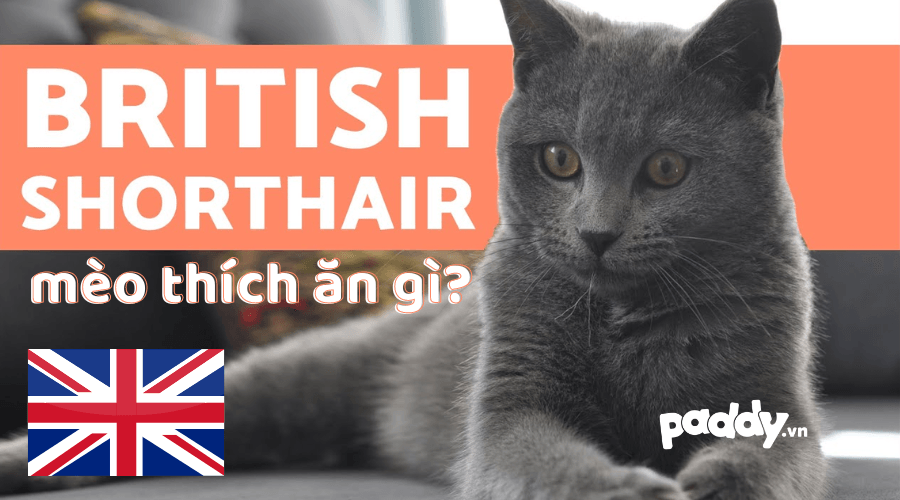 Nuôi Mèo Anh Lông Ngắn Nên Chuẩn Bị Loại Thức Ăn Nào? - Paddy Pet Shop
