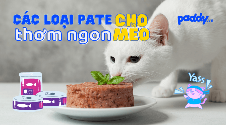 Top Các Loại Pate Mèo Được Ưa Chuộng Nhất - Paddy Pet Shop