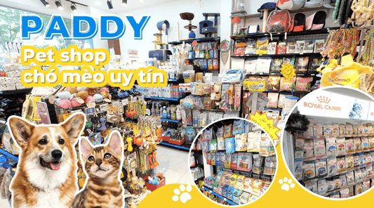 Pet shop là gì? Địa chỉ pet shop chó mèo uy tín tại TP.HCM - Paddy Pet Shop