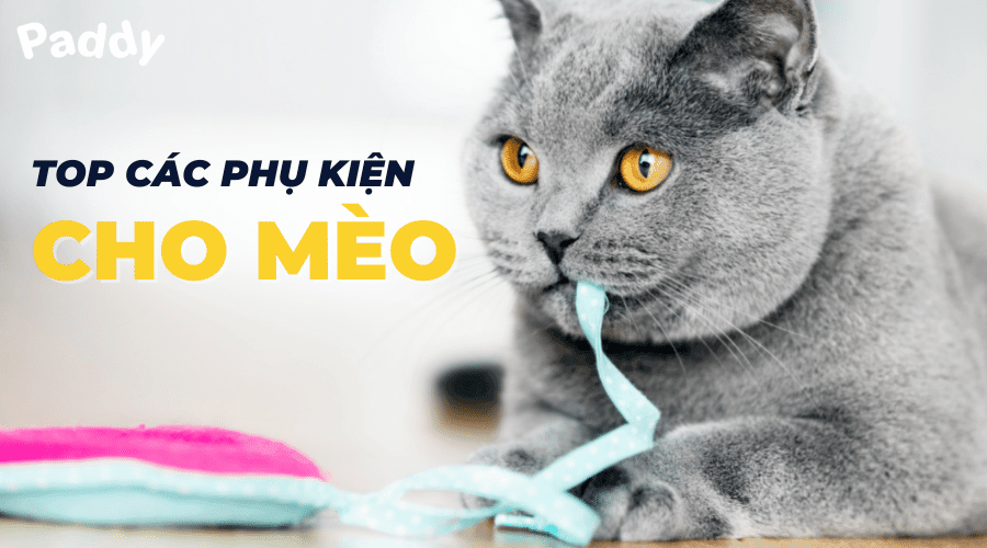 Mua online phụ kiện cho mèo giá tốt tại Tp. Hồ Chí Minh - Paddy Pet Shop