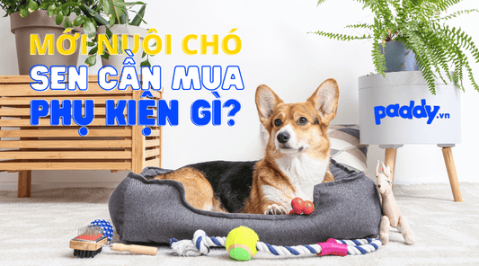 Phụ Kiện Cho Người Mới Nuôi Chó Cực Kì Đáng Yêu - Paddy Pet Shop