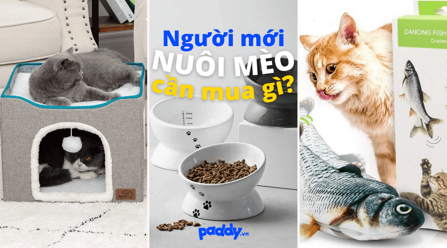 Phụ Kiện Cần Thiết Cho Người Mới Nuôi Mèo - Paddy Pet Shop