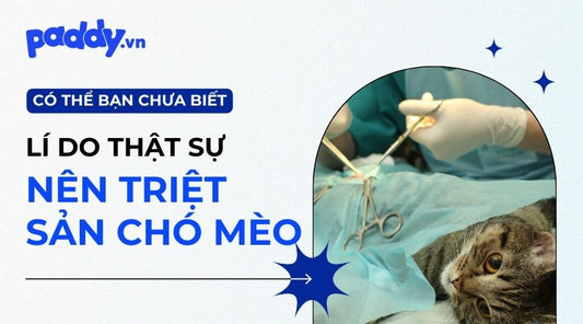 Quan Điểm Sai Lầm Về Việc Triệt Sản Chó Mèo