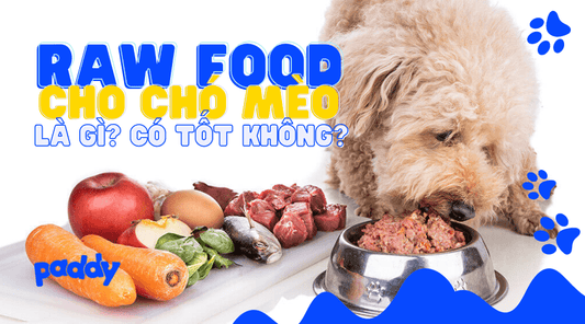 Raw Food Cho Chó Mèo - Chế Độ Ăn Thịt Sống Có Tốt Không? - Paddy Pet Shop