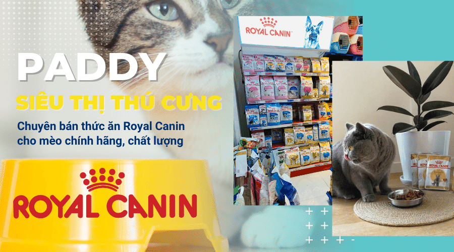 Thức ăn Royal Canin cho mèo nào được mua nhiều nhất hiện nay - Paddy Pet Shop