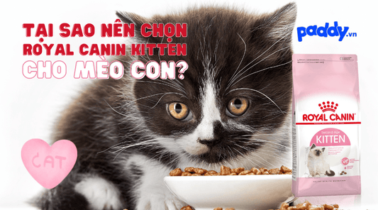 Hạt Royal Canin Kitten Có Tốt Cho Mèo Con Không? - Paddy Pet Shop