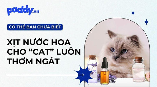 Những Sản Phẩm Nước Hoa Cho Mèo Được Tin Dùng Nhất Hiện Nay - Paddy Pet Shop