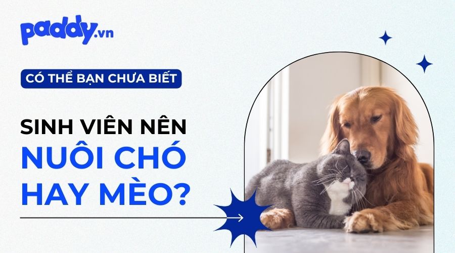 Sinh Viên Nên Nuôi Chó Hay Mèo - Cách Chọn Thú Cưng Phù Hợp