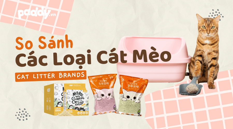 So Sánh Các Loại Cát Mèo Trên Thị Trường Hiện Nay - Paddy Pet Shop