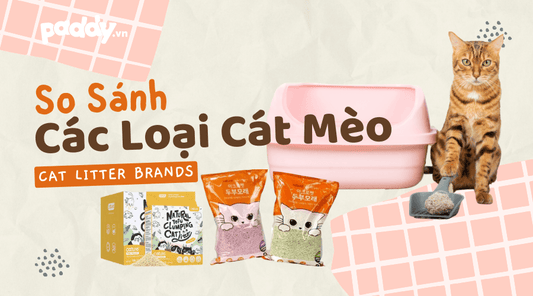 So Sánh Các Loại Cát Mèo Trên Thị Trường Hiện Nay - Paddy Pet Shop