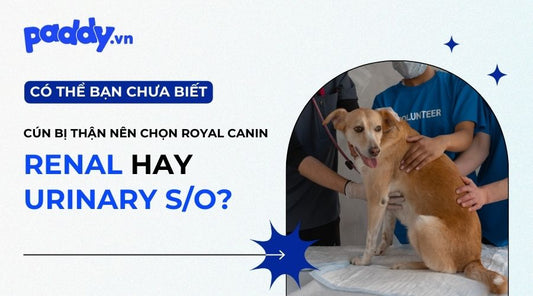 So sánh Royal Canin Renal & Royal Canin Urinary
