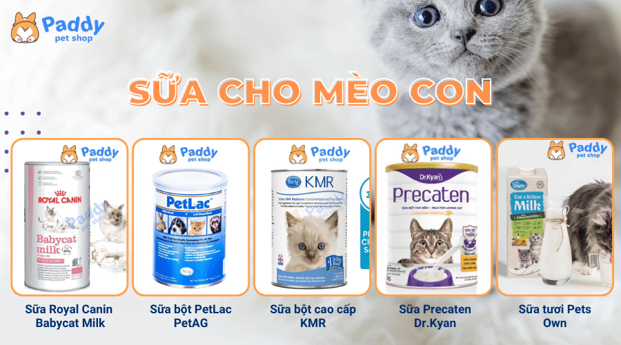 Bí quyết chọn mua sữa cho mèo con chất lượng và cách pha chế - Paddy Pet Shop